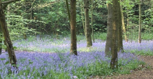 bluebell woods April 2011